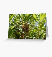 grasshoppers Greeting Card