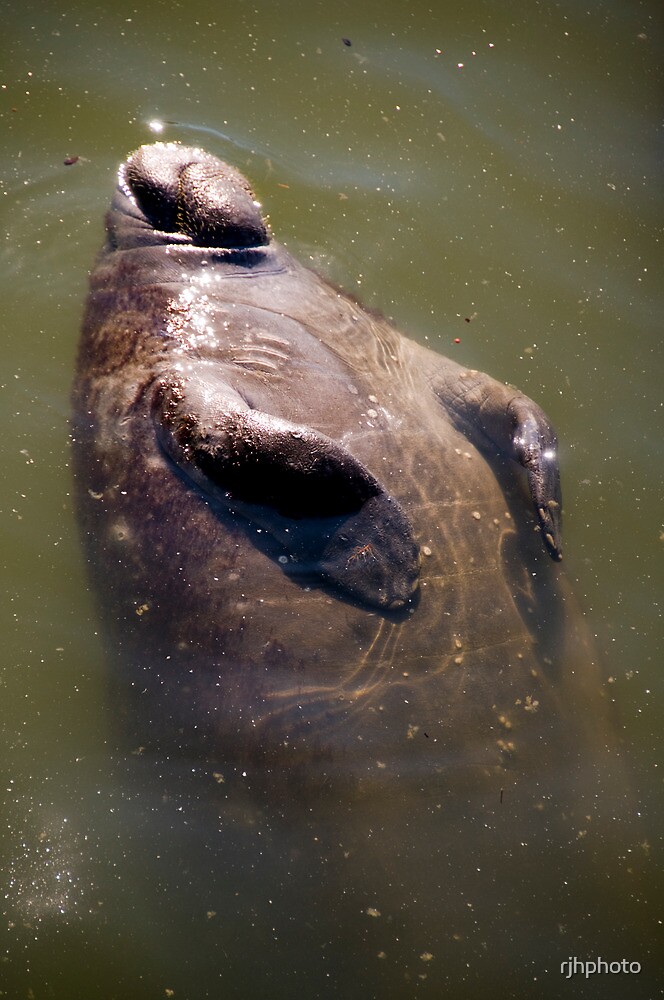 "Sunbathing Manatee - Apollo Beach, Florida" by rjhphoto | Redbubble