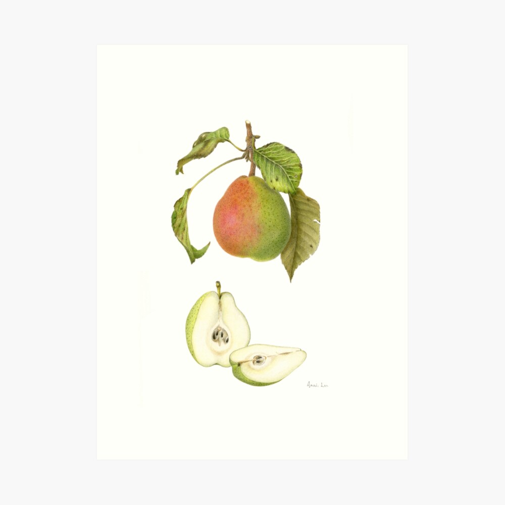 Forelle Pear Art Print