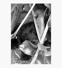Miss Coco #1 Photographic Print