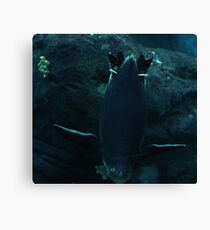 Hellllooooooo - Little Penguin Canvas Print