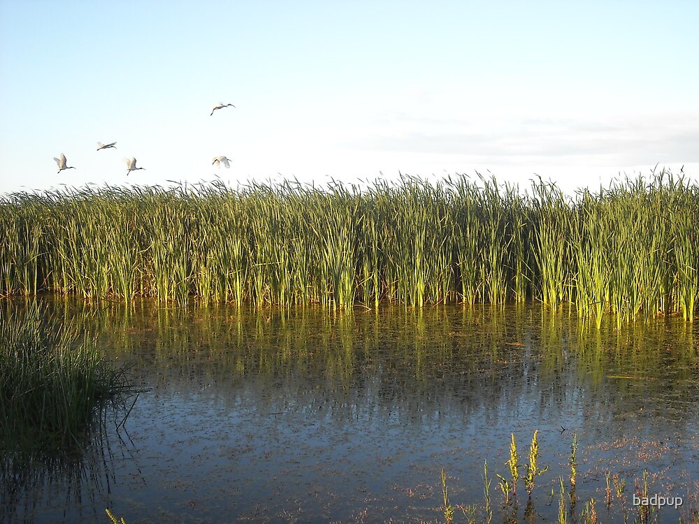 "Sunrise Wetlands and grasses Williamstown Rifle Range" by badpup