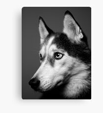 Siberian Husky Canvas Print