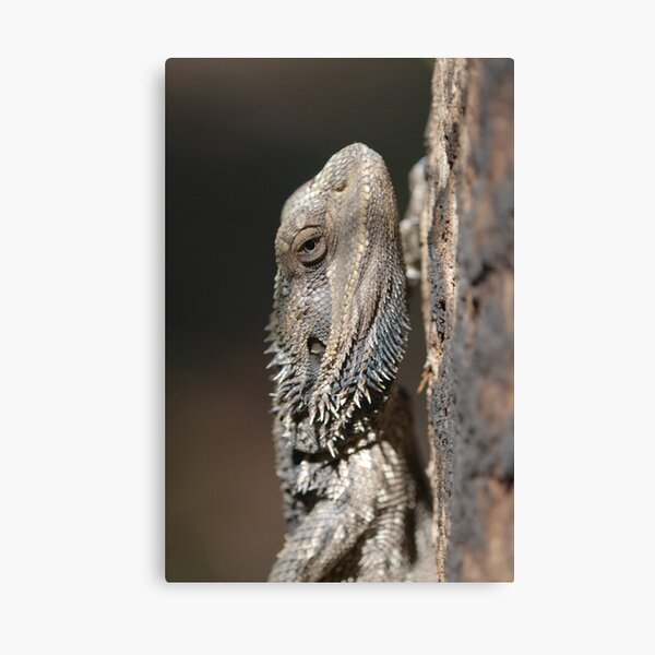 Eastern Bearded Dragon Canvas Print