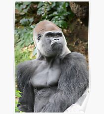 Rigo the Silverback Western Lowland Gorilla - Melbourne Zoo Poster