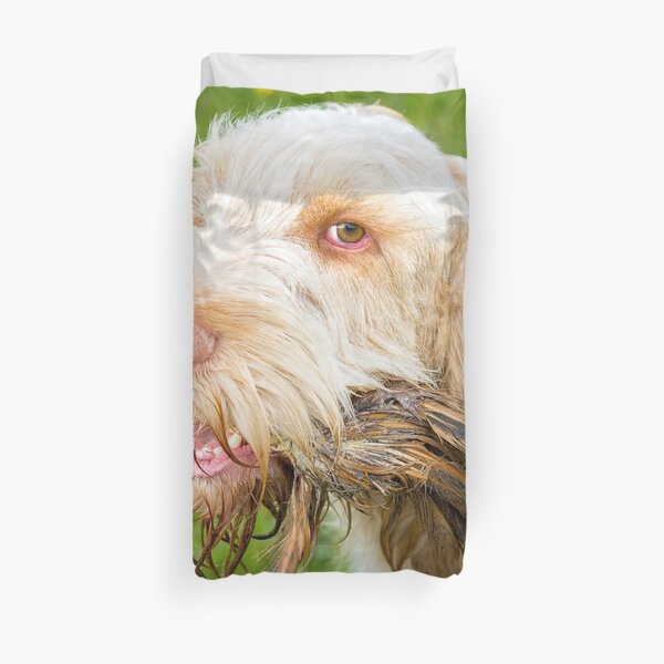 Orange and White Italian Spinone Holding Pheasant Feathers Duvet Cover