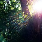 The Sun Peeking through the Trees by Jerald Simon - Music Motivation (musicmotivation.com) by jeraldsimon