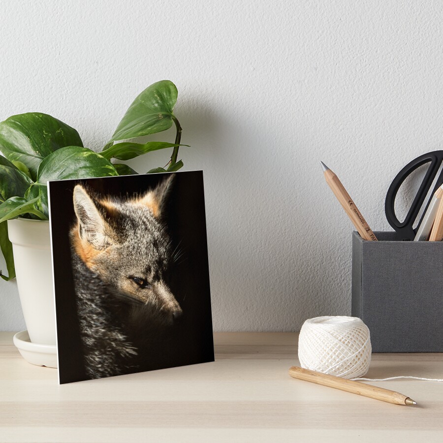 Fox in a sunbeam Art Board Print