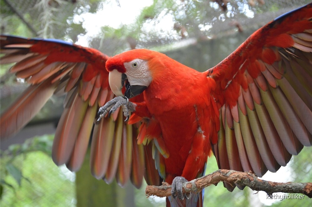"Big Red Bird" by kathyholliker Redbubble