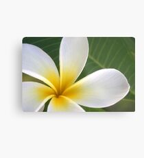 Süßer Plumeria Springtime Metallbild