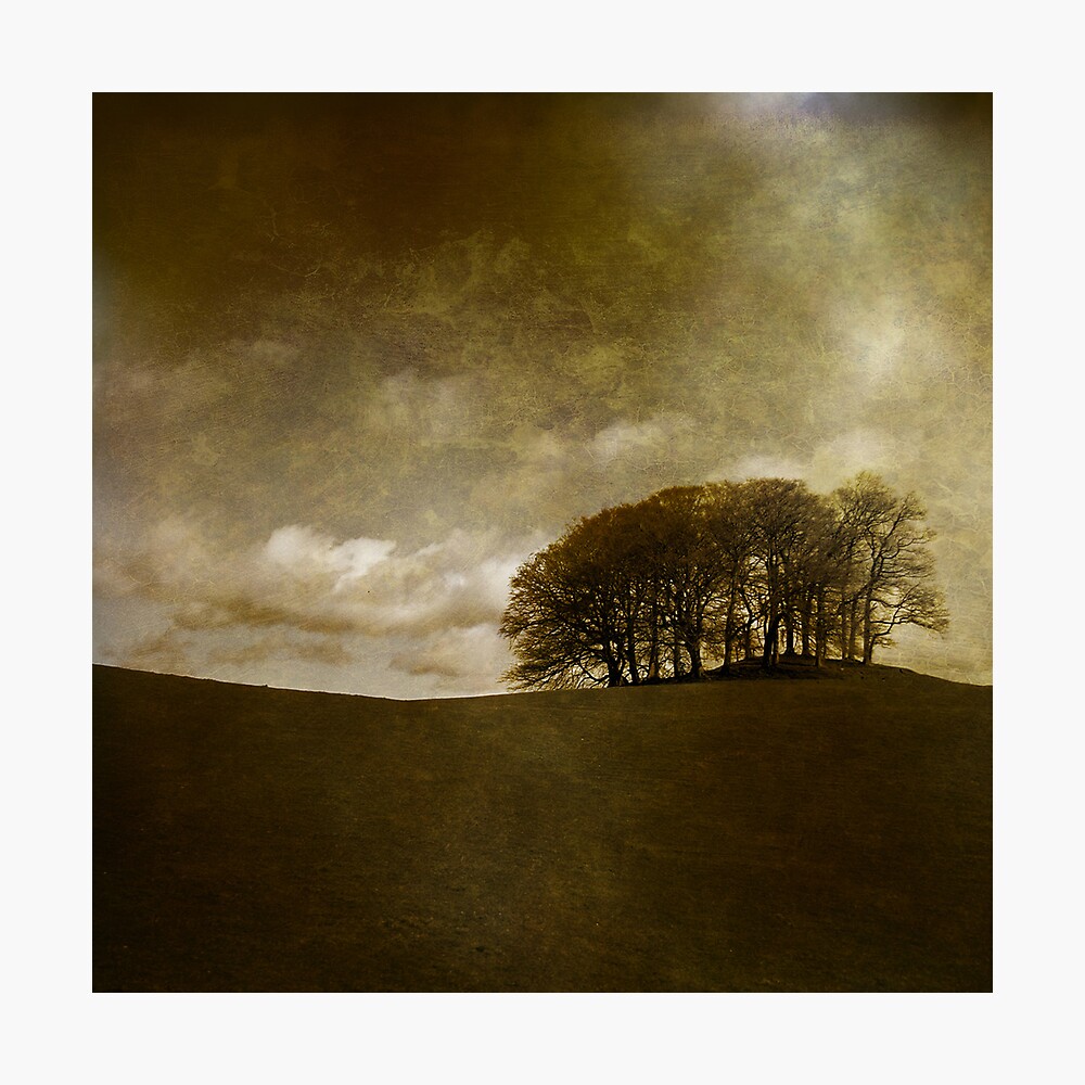 The Copse Photographic Print