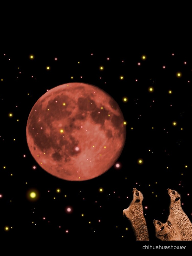 Coral meerkat moon by chihuahuashower