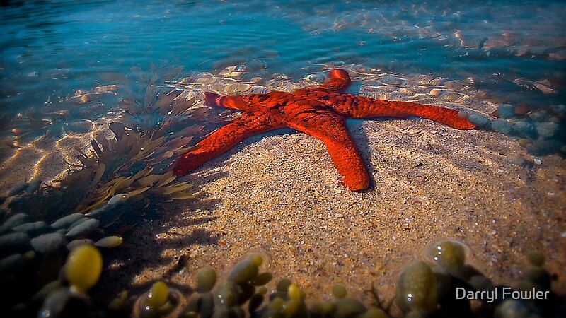 "Star Fish Hunting,Great Ocean Road." by Darryl Fowler