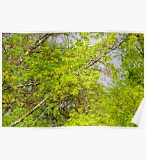Maple tree blossoms 1 Poster