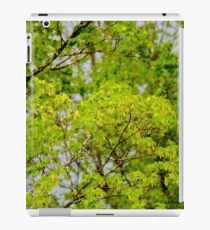 Maple tree blossoms 2 iPad Case/Skin