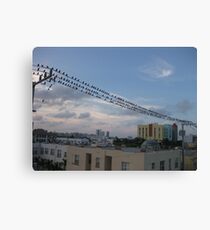 Bird Stadium Canvas Print