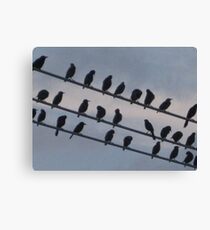 Bird Stadium Canvas Print