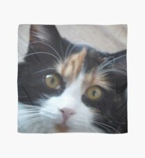 Puce chatte calicot Foulard