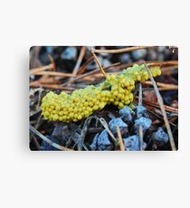 Eggshell slime mould Canvas Print