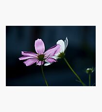 A friend Photographic Print