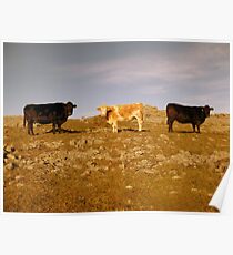 Frosty morning in The Burren Poster