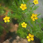 «Tazas de mantequilla» de Eileen McVey