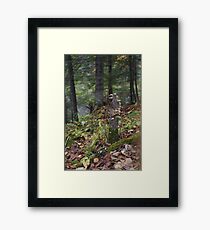 Mushrooms on a Stump Framed Print