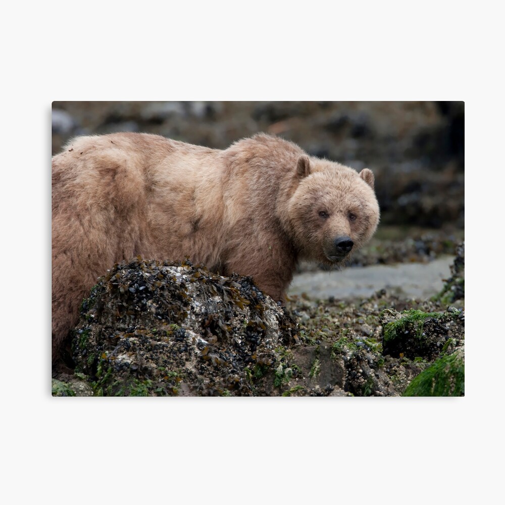 Beachcomber Canvas Print