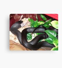 Medusssa: MMM... Mange Tout...(Going...) Canvas Print
