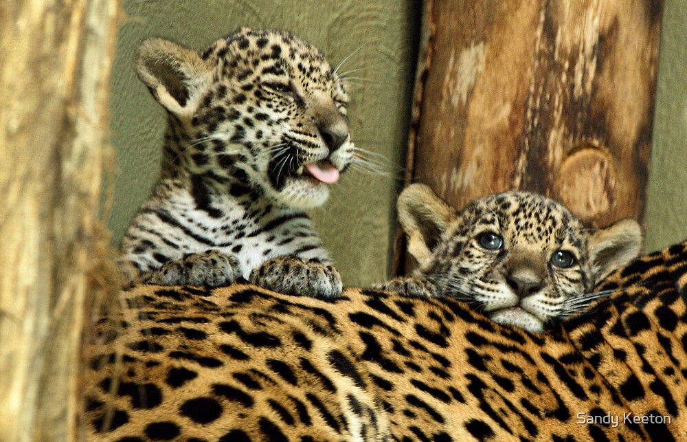 Two Baby Jaguars by Sandy Keeton