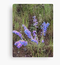 Mountain Meadow Penstemon Leinwanddruck
