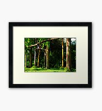 Rainbow Eucalyptus .... Framed Print