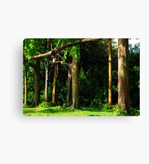 Rainbow Eucalyptus .... Canvas Print