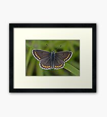 Brown Argus butterfly Framed Print