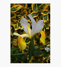 Beautiful Iris. Photographic Print