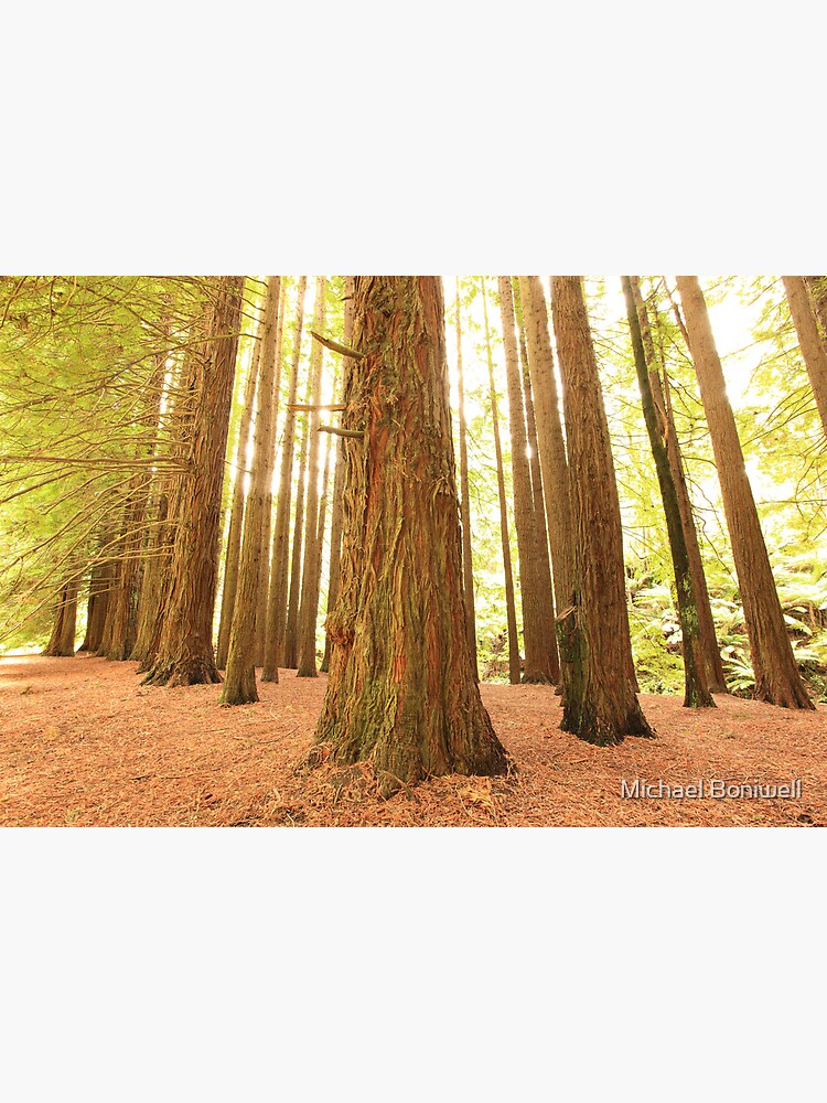 Californian Redwoods, Otways National Park, Australia by Chockstone