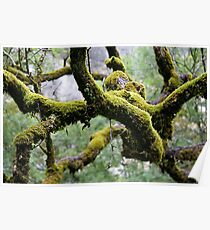 Moss covered branches in a damp forrest Poster