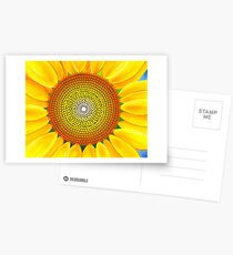 Beautiful sunflower of summer Postcards