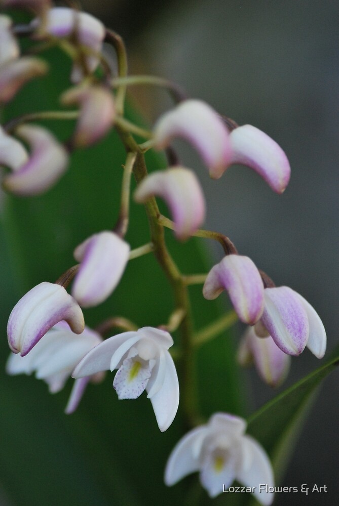 Dendrobium Delicatum