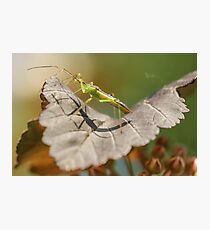 Green Insect Photographic Print