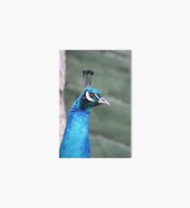 Proud as a Peacock Art Board