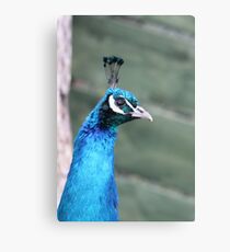 Proud as a Peacock Canvas Print