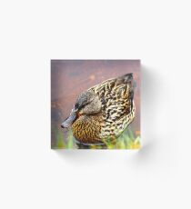 Portrait of a Duck Acrylic Block