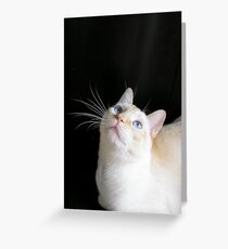 Piano Cat Greeting Card