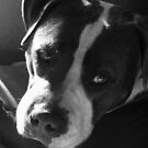 « Starlette (n / b) » par worldwidewebb