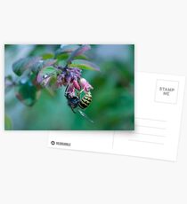 Insect on plant Postcards