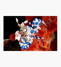 Harlequin Heavan Photographic Print