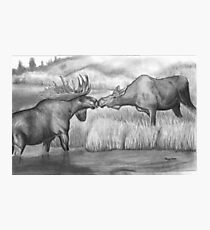 Two Moose Pair Off Photographic Print