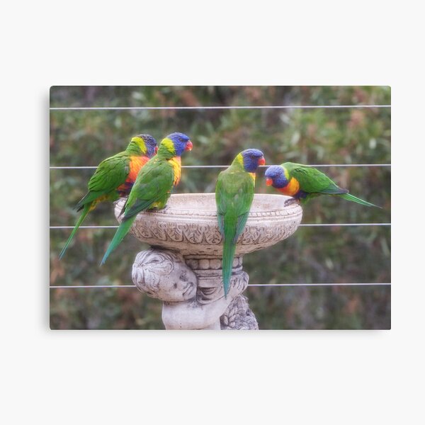 Four Lorikeets Canvas Print