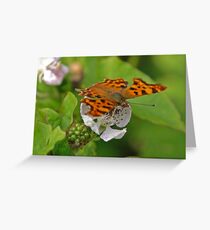 Comma butterfly nectaring Greeting Card
